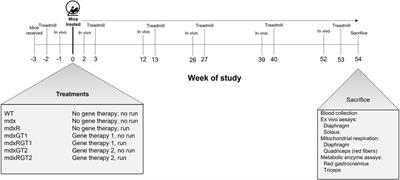 Prolonged voluntary wheel running reveals unique adaptations in mdx mice treated with microdystrophin constructs ± the nNOS-binding site